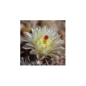 Esencia única del desierto...