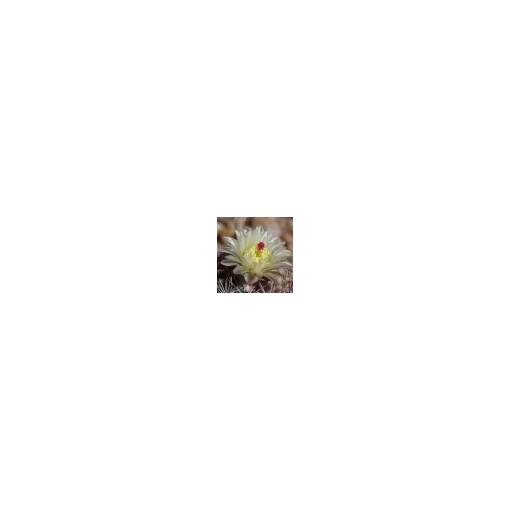 Esencia única del desierto de Arizona - Cactus piña de espina tejida (Neolloydia intertexta) 10 ml