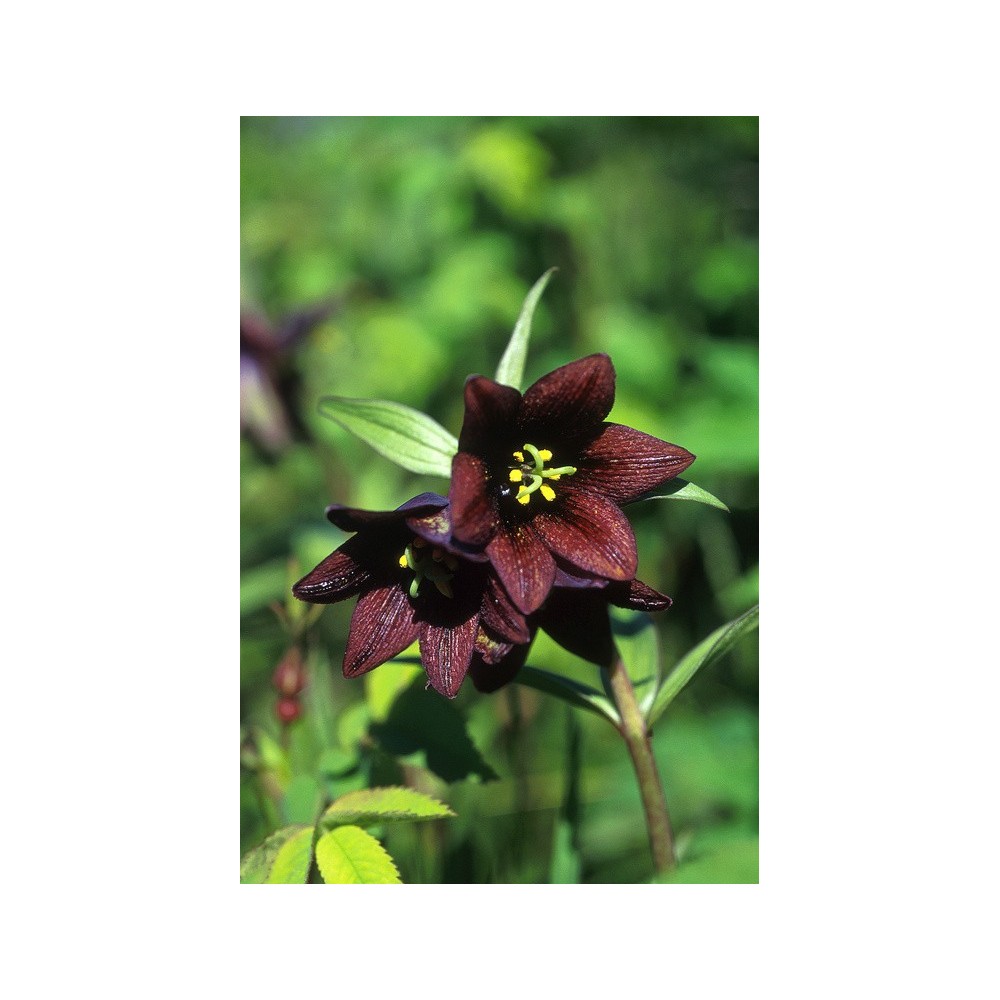 Essenza Singola dell'Alaska - Chocolate Lily (Fritillary camschatcensis) 7,4 ml