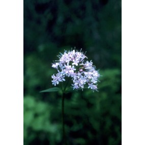 Alaska Single Essence - Valerian (Valeriana officinalis) 7.4 ml
