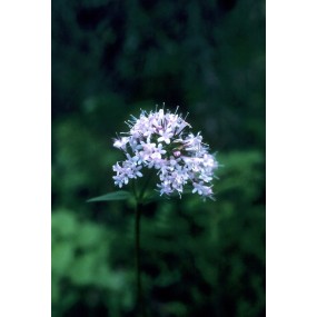 Essenza Singola dell'Alaska - Valerian (Valeriana officinalis) 7,4 ml