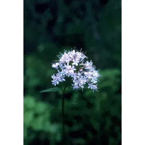 Essenza Singola dell'Alaska...