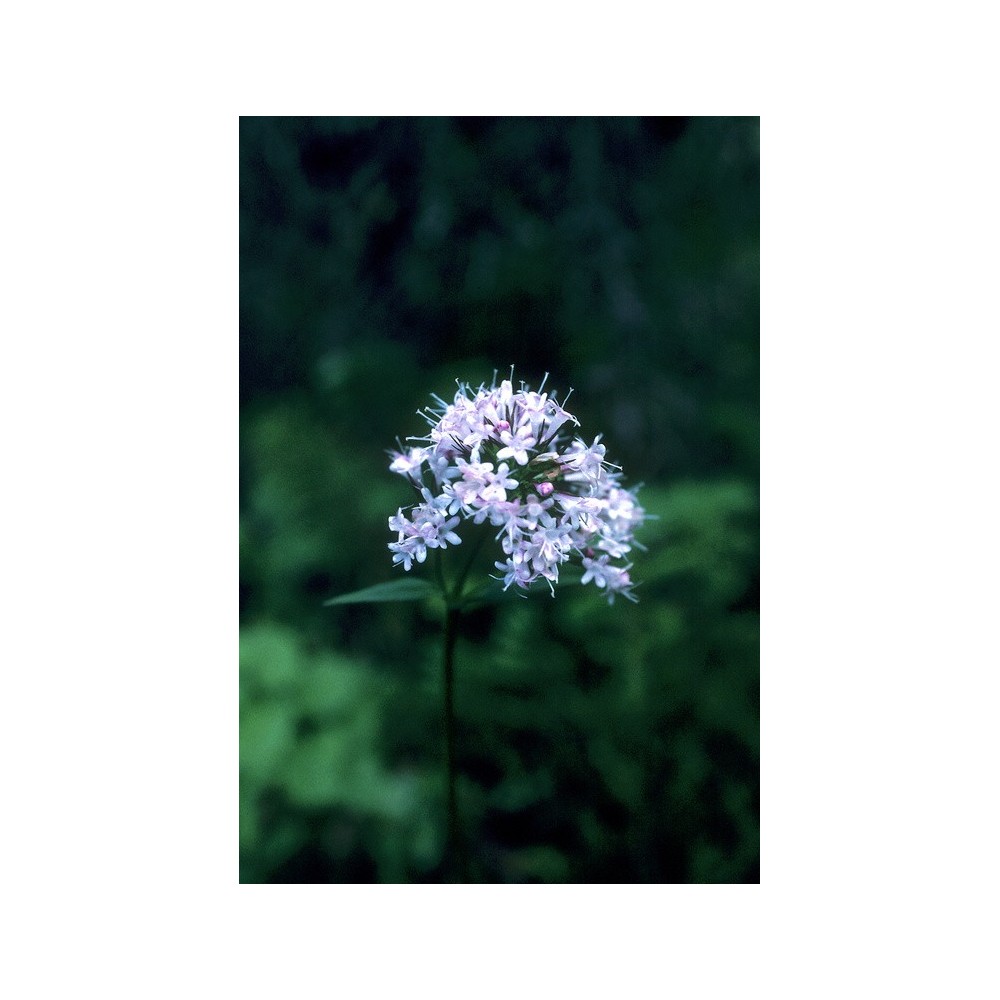 Alaska Single Essence - Valerian (Valeriana officinalis) 7.4 ml
