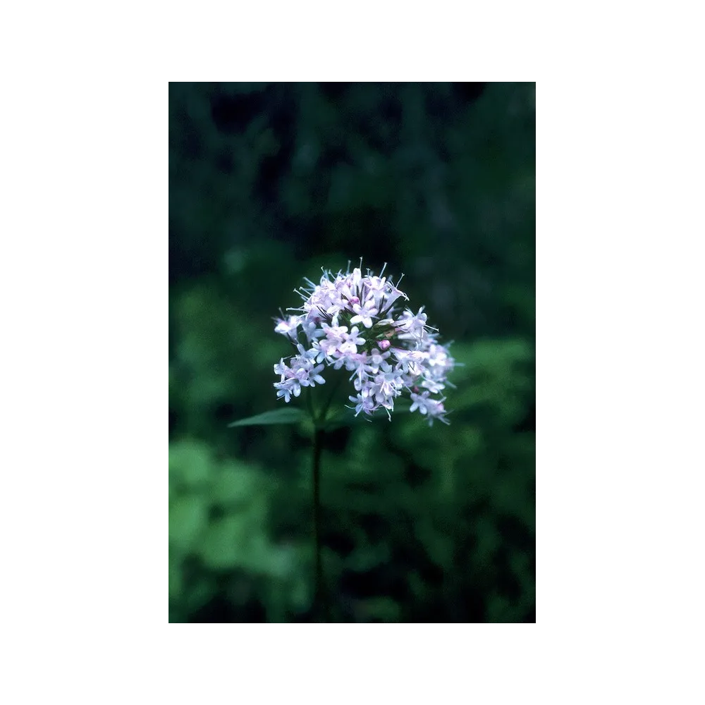 Esencia única de Alaska - Valeriana (Valeriana officinalis) 7,4 ml