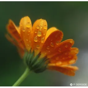 DEVA Single Essence -...