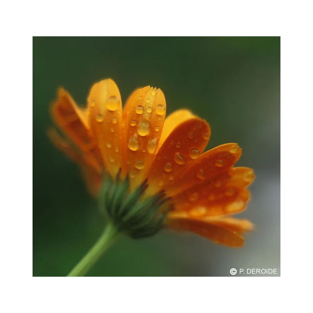 DEVA Esencia Única - Caléndula (Calendula officinalis) 10 ml