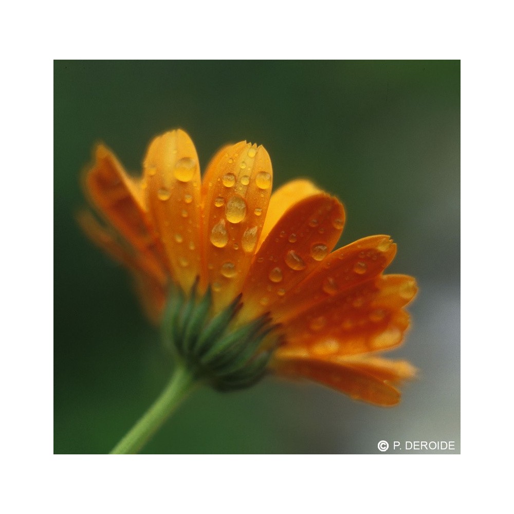 Esencia única DEVA - Caléndula (Calendula officinalis) 10 ml