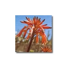 Korte African Essences -...