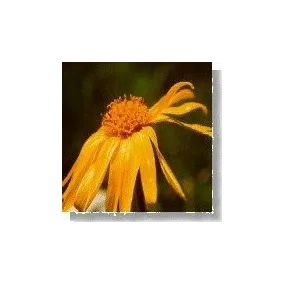 Korte Essence de Fleurs...