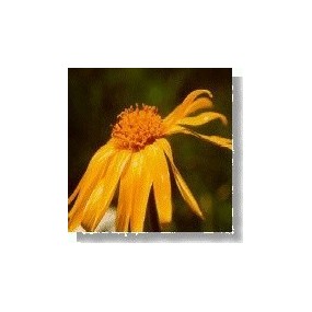 Korte Wild Flower Essence - Arnica 15 ml