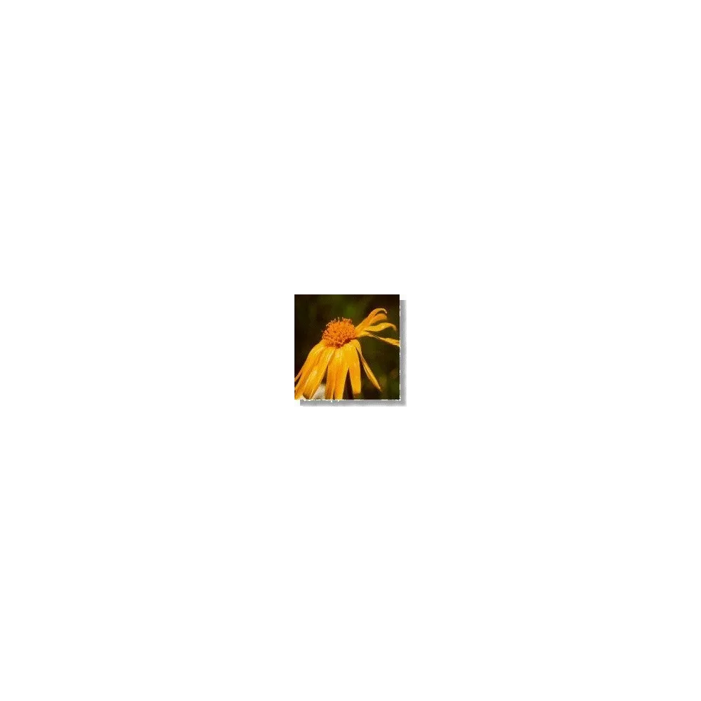 Essence de fleurs sauvages Korte - Arnica 15 ml