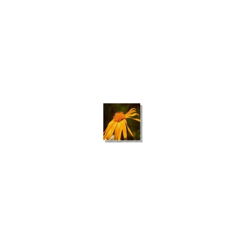 Korte Wildblumenessenz - Arnika 15 ml