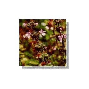 Esencia de flores silvestres Korte - Albahaca (Albahaca) 15 ml