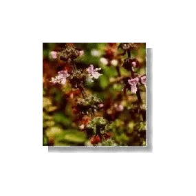 Essence de fleurs sauvages...