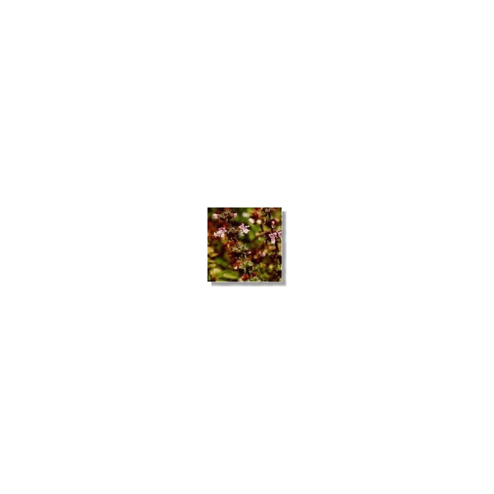 Korte Wildblumenessenz - Basilikum (Basilikum) 15 ml