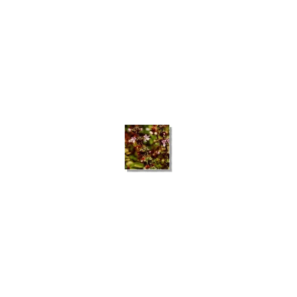Korte Wildflower Essence - Basil (Basil) 15 ml