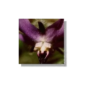 Essence florale sauvage...