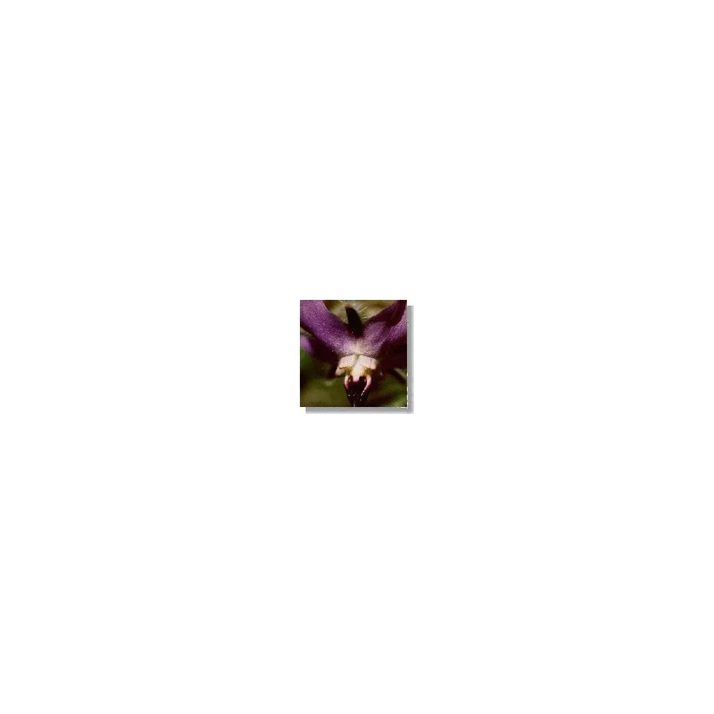 Korte Wildflower Essence - Borage (Borage) 15 ml
