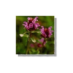 Essenza di fiori selvatici Korte - Self-Heal (Prunella) 15 ml