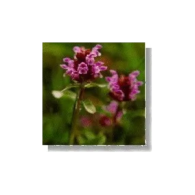Korte Essence de Fleurs...
