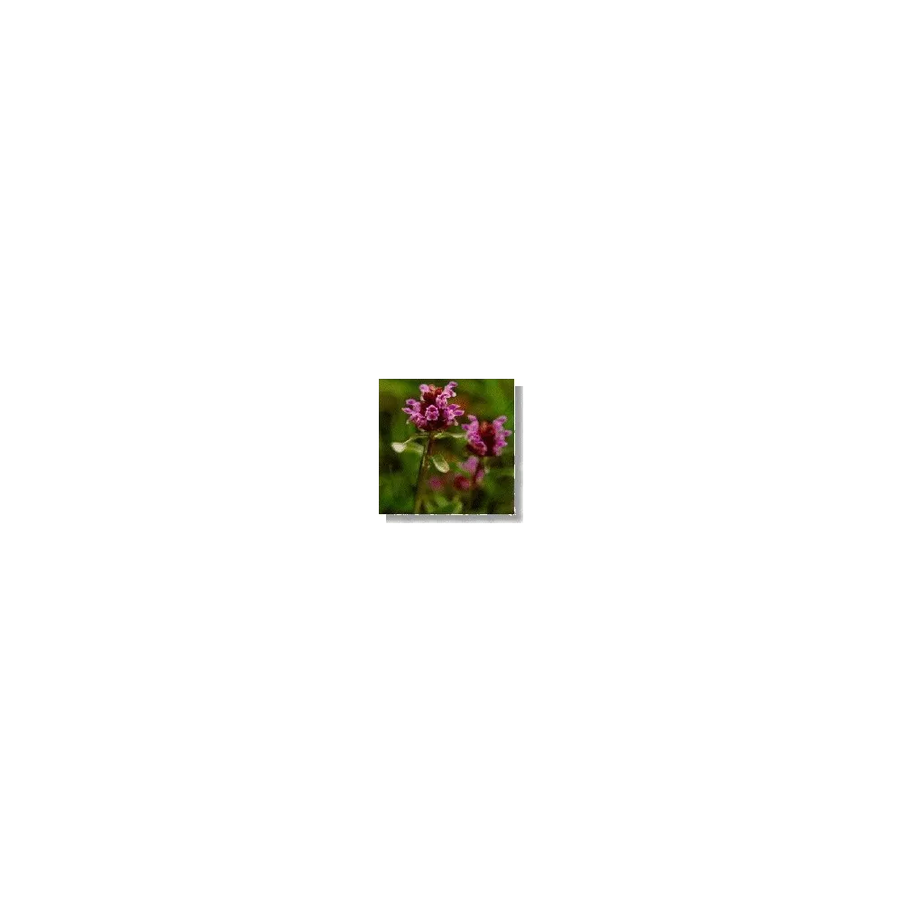 Esencia de flores silvestres Korte - Autocuración (Prunella) 15 ml