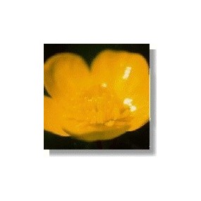 Essenza di fiori selvatici Korte - Buttercup (Ranuncolo) 15 ml