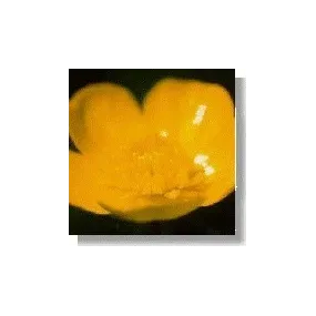 Essenza di fiori selvatici...