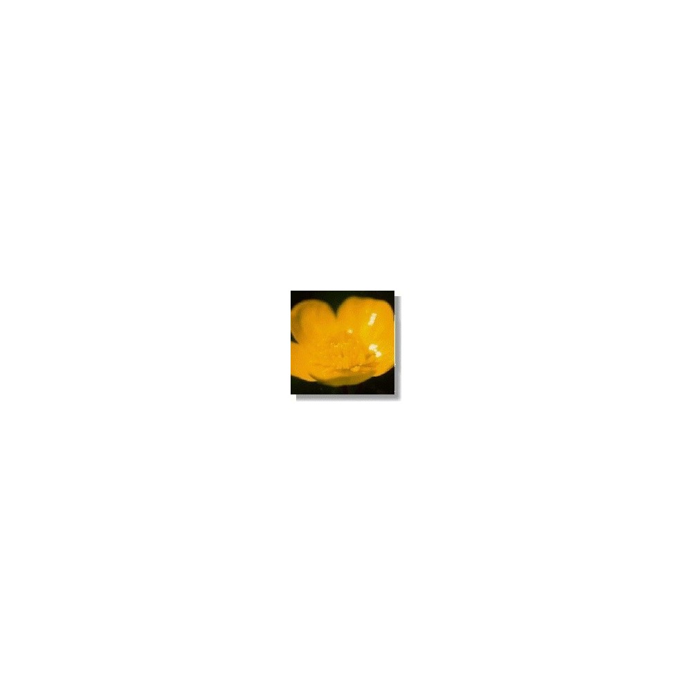 Korte Wild Flower Essence - Buttercup 15 ml