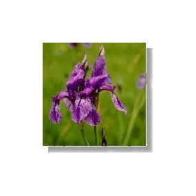 Essence florale sauvage...