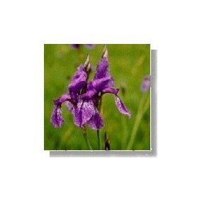 Essenza di fiori selvatici Korte - Iris (Giaggiolo) 15 ml