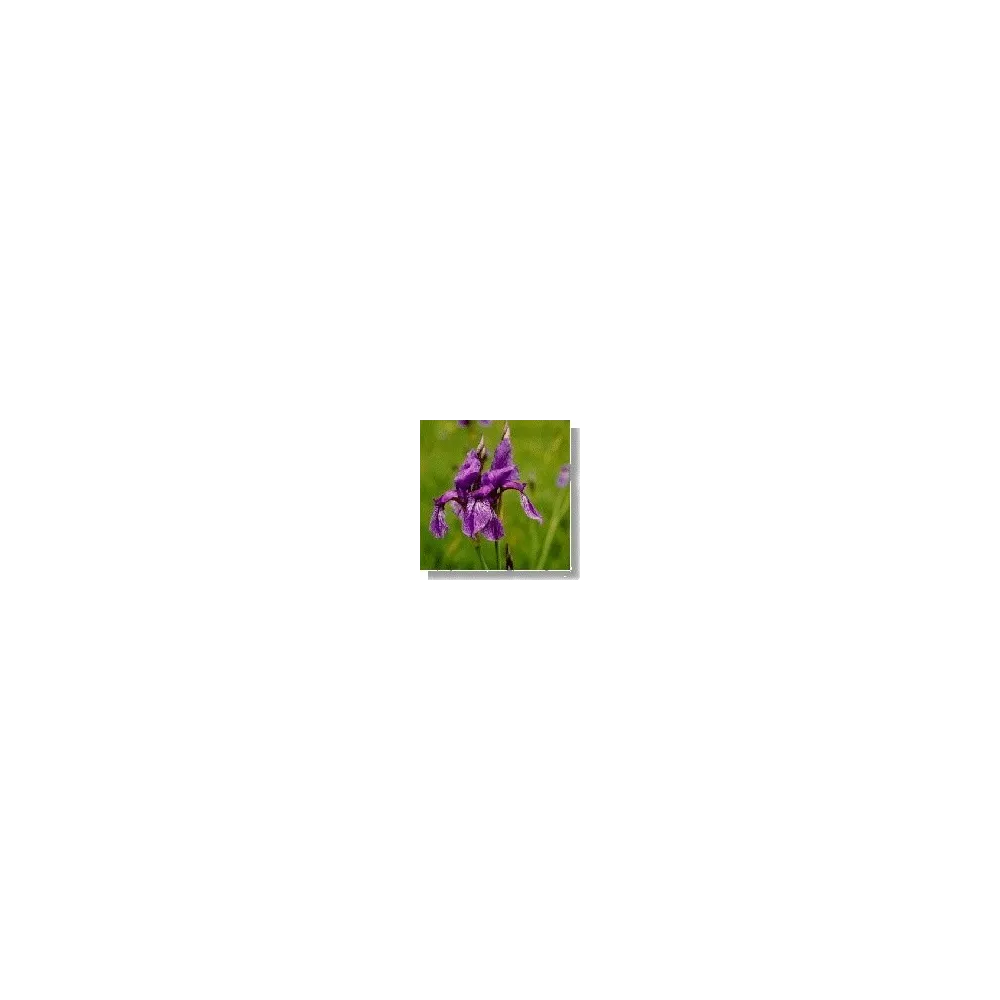 Esencia de flores silvestres Korte - Iris (Orris) 15 ml