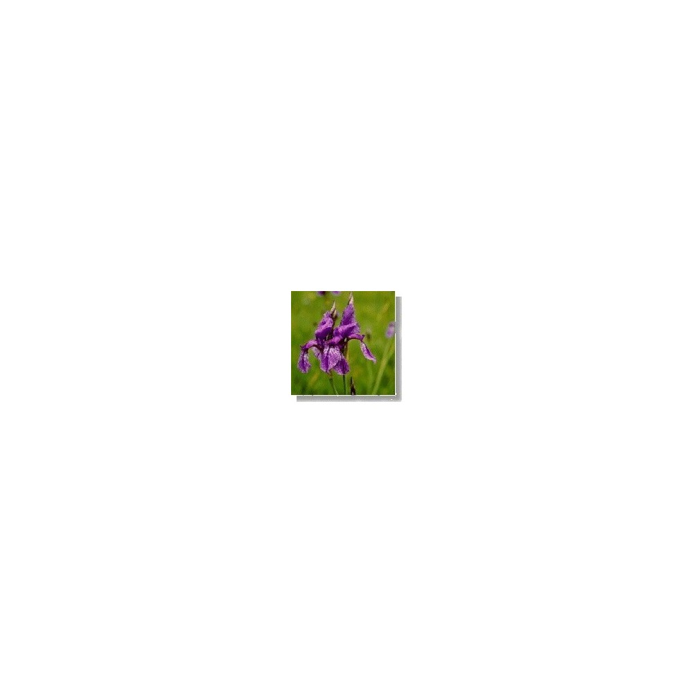 Korte Esencia de Flores Silvestres - Iris (Iris) 15 ml