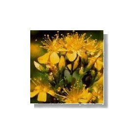 Essenza di fiori selvatici Korte - Saint John's Wort (Iperico) 15 ml