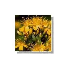 Korte Wildflower Essence - Millepertuis (Hypericum) 15 ml
