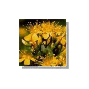 Korte Wildflower Essence - St. John's Wort (Hypericum) 15 ml