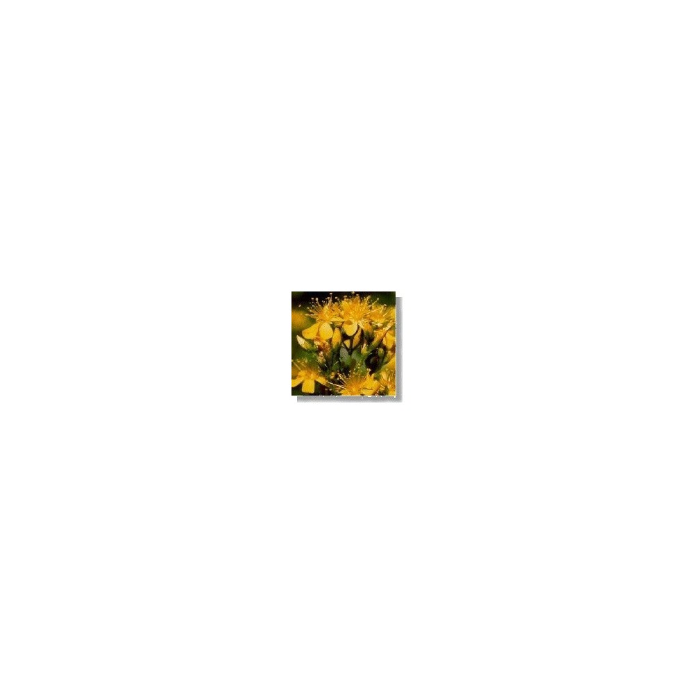 Korte Wild Flower Essence - Saint John's Wort (St. John's Wort) 15 ml