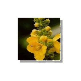Essenza di fiori selvatici Korte - Mullein (Verbasco) 15 ml