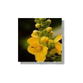 Korte Wild Flower Essence -...