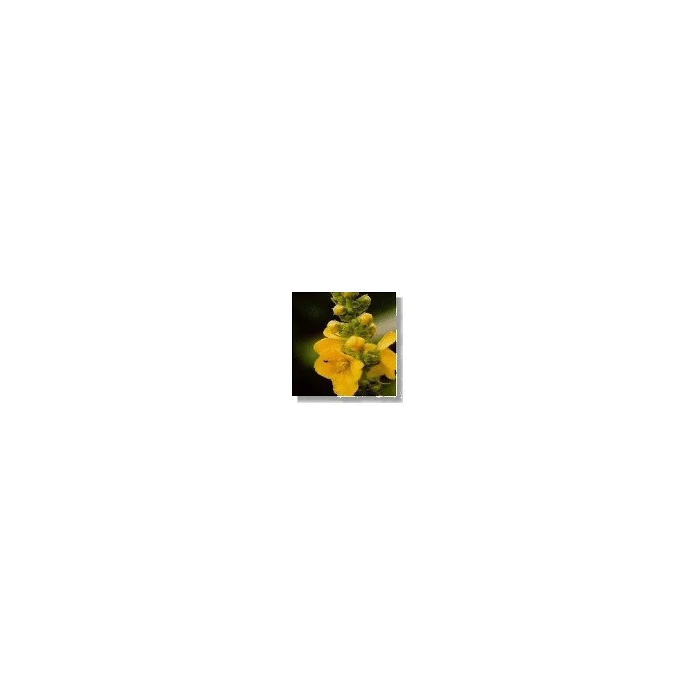 Wildflower Essence Korte - Mullein (Mullein) 15 ml