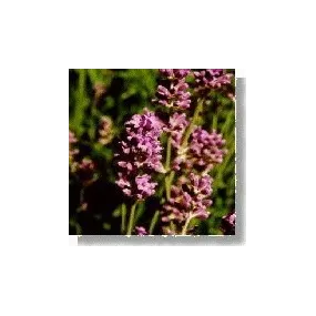 Korte Essence de Fleurs...
