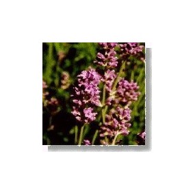 Korte wild flower essence - Lavender (Lavender) 15 ml