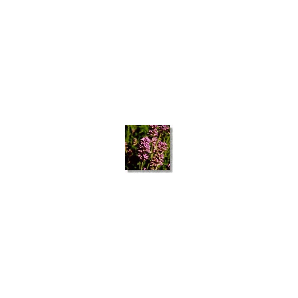 Esencia de flores silvestres Korte - Lavanda (Lavanda) 15 ml