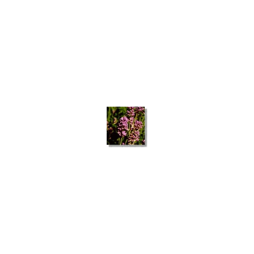 Korte Wildblütenessenz – Lavendel (Lavendel) 15 ml