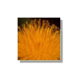 Korte Essence de fleurs...