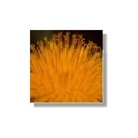 Korte Wild Flower Essence - Dandelion (Dandelion) 15 ml