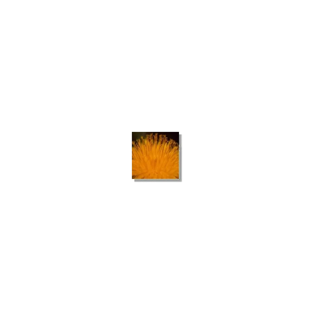 Esencia de flores silvestres corta - Diente de león (Dandelion) 15 ml
