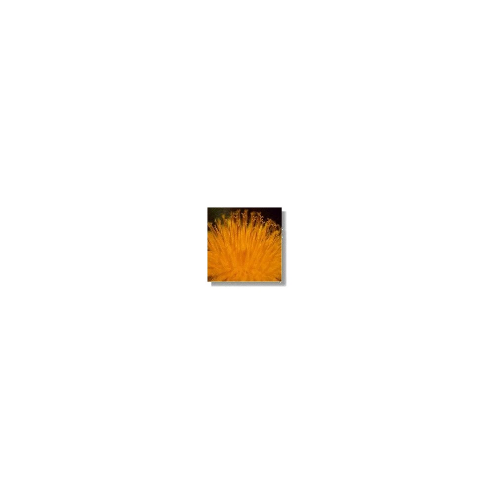 Korte Wild Flower Essence - Dandelion (Dandelion) 15 ml