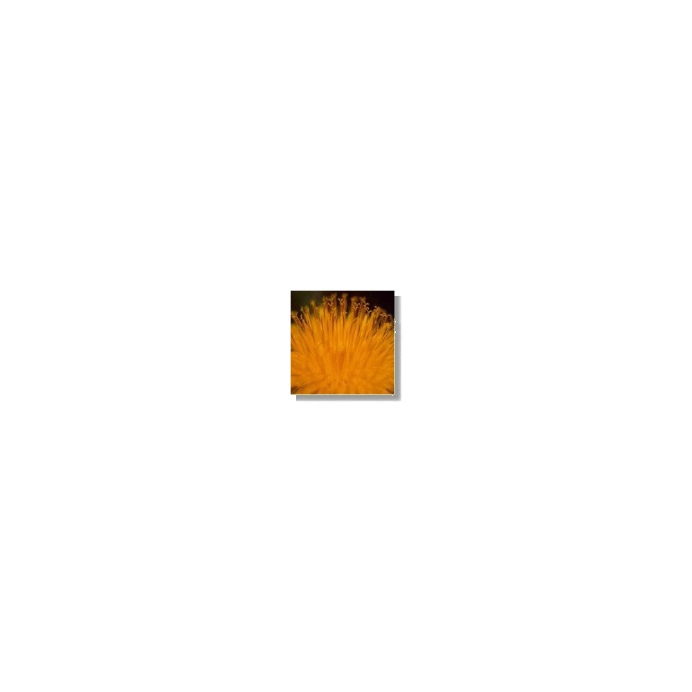 Korte Wildblumenessenz – Löwenzahn (Löwenzahn) 15 ml