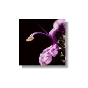 Essenza di fiori selvatici Korte - Rosemary (Rosmarino) 15 ml