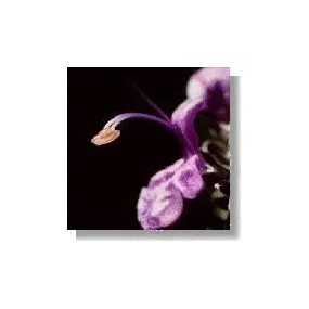 Korte Essence de fleurs sauvages - Romarin (Romarin) 15 ml